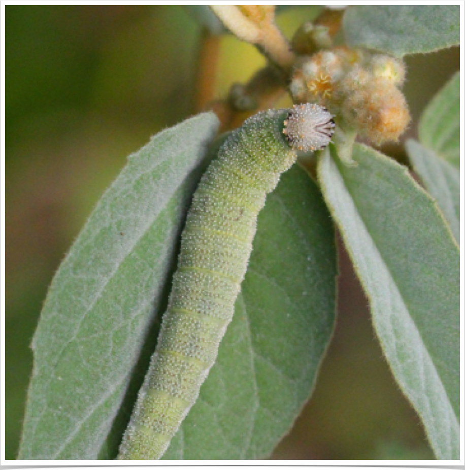 Goatweed Leafwing on Hogwort
Bibb County, Alabama